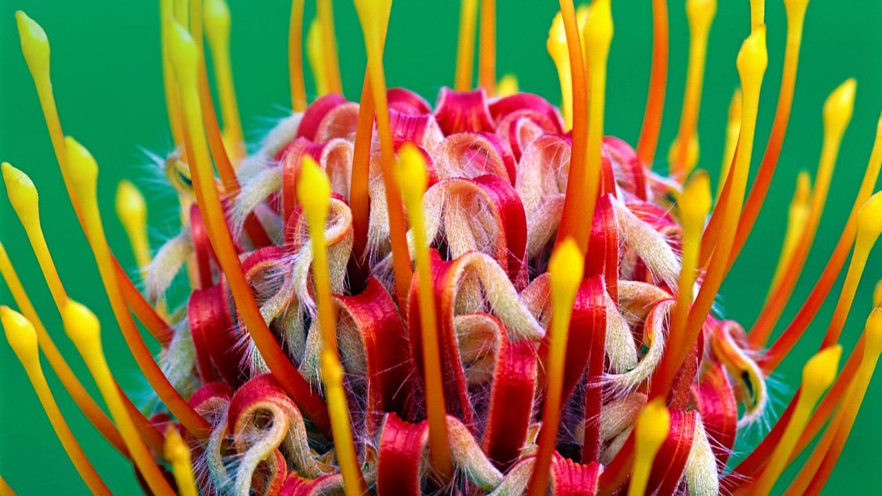 A red pincushion bloom at Kirstenbosch National Botanical Garden, Cape Town, South Africa 