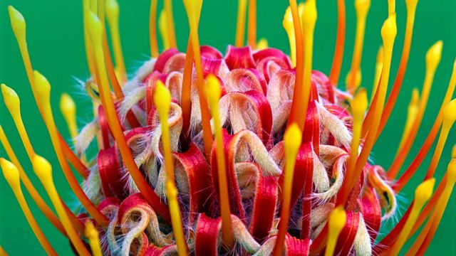 A red pincushion bloom at Kirstenbosch National Botanical Garden, Cape Town, South Africa 