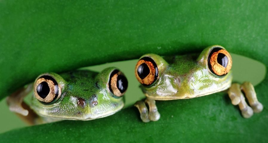Two Tree Frogs staring from behind a leaf
