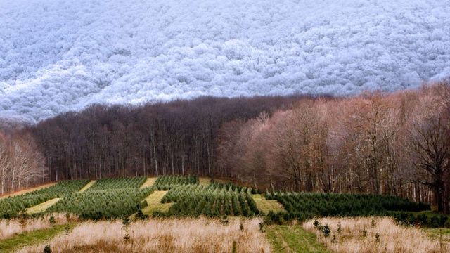 A Christmas tree farm in Zionville, North Carolina