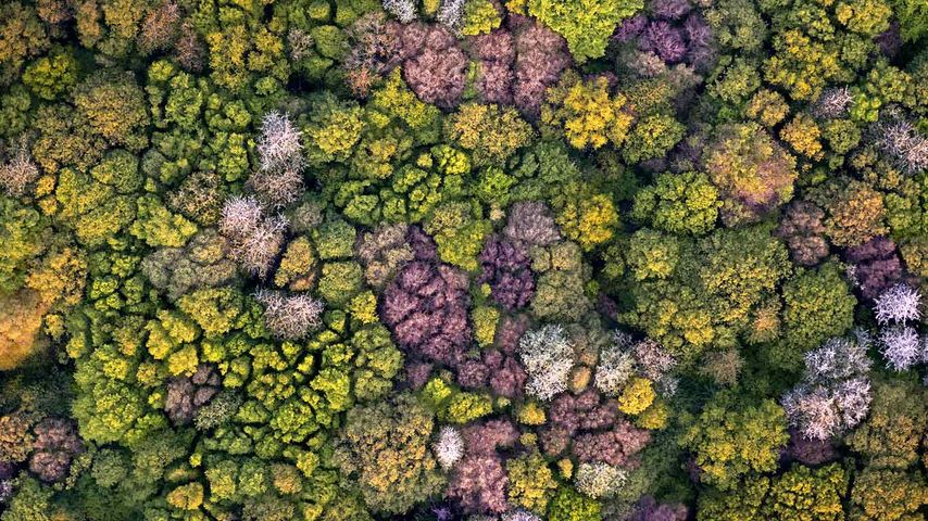 Vue aérienne d’une forêt tempérée décidue au printemps, Picardie 