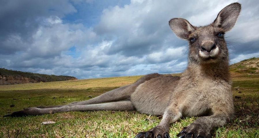 Eastern grey kangaroo in Murramarang National Park, New South Wales, Australia