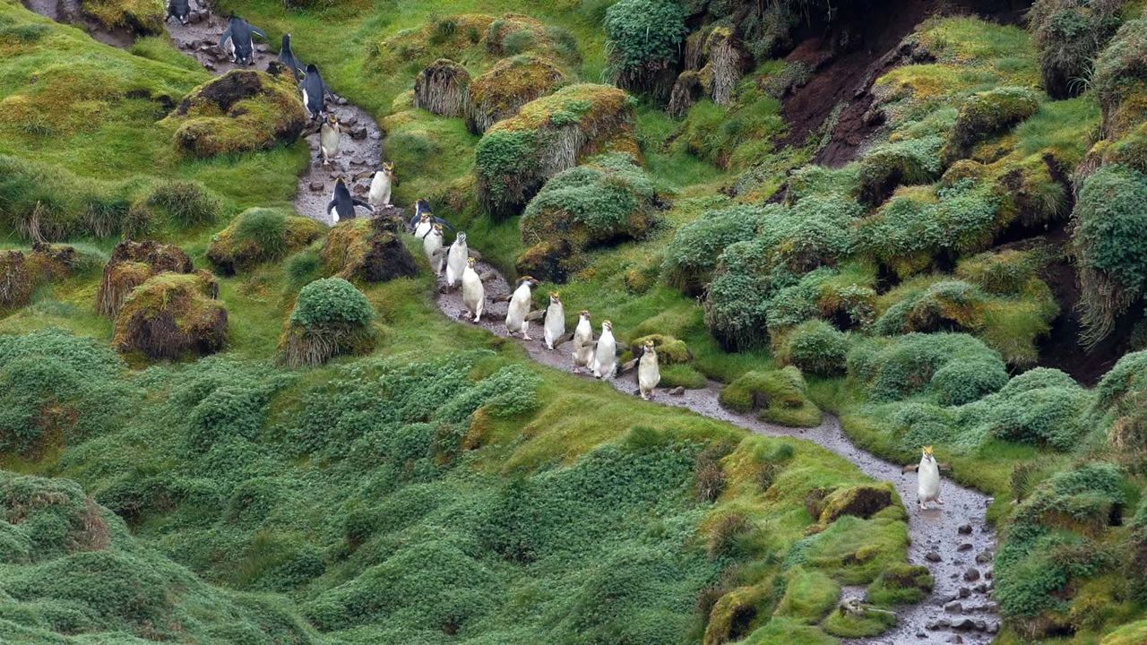 Royal penguins at Macquarie Island, Tasmania 