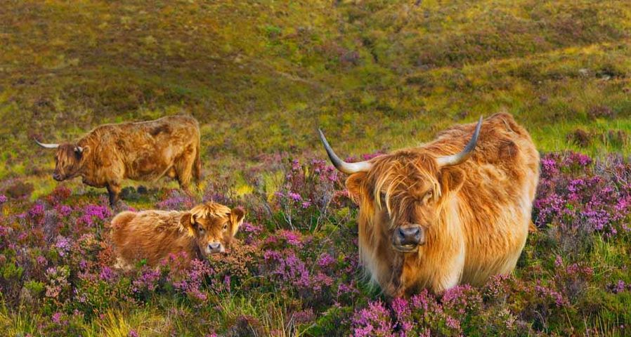 ｢スカイ島のハイランド牛｣イギリス, スコットランド