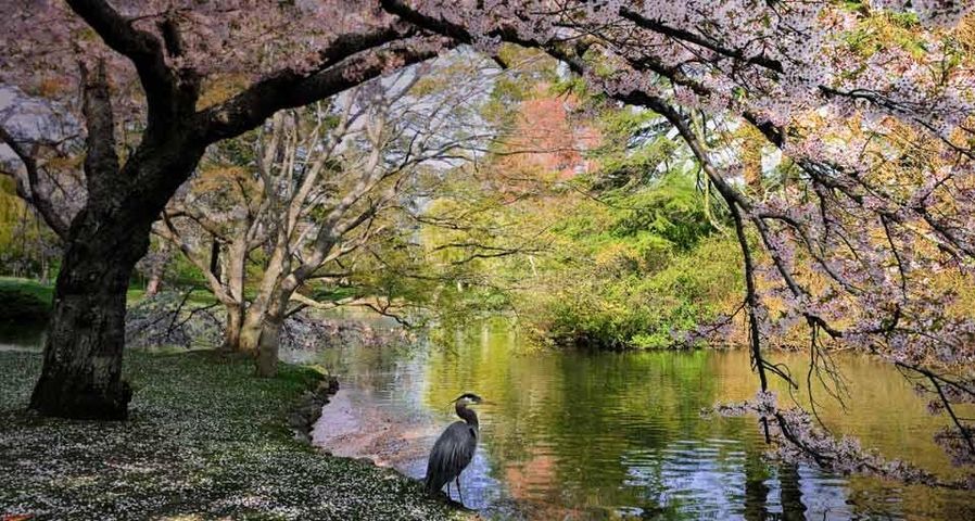 Great Blue Heron standing under blossoming cherry trees in Beacon Hill Park in Victoria, British Columbia, Canada