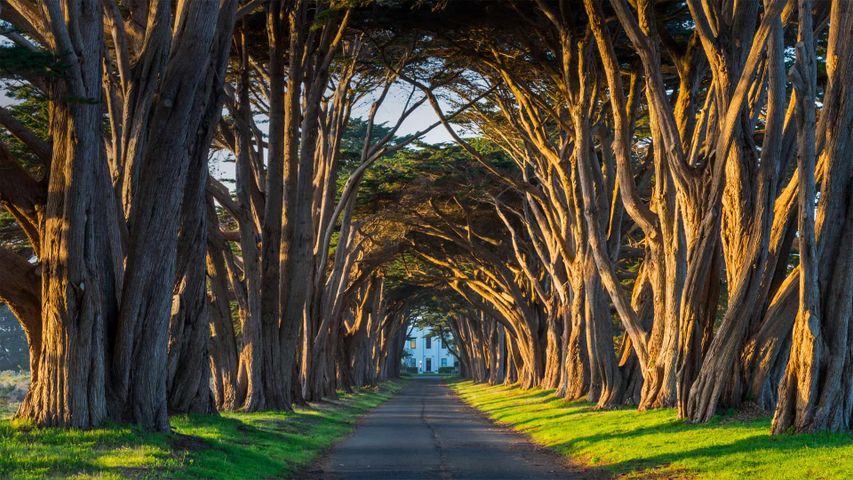The cypress tunnel at Point Reyes National Seashore in California