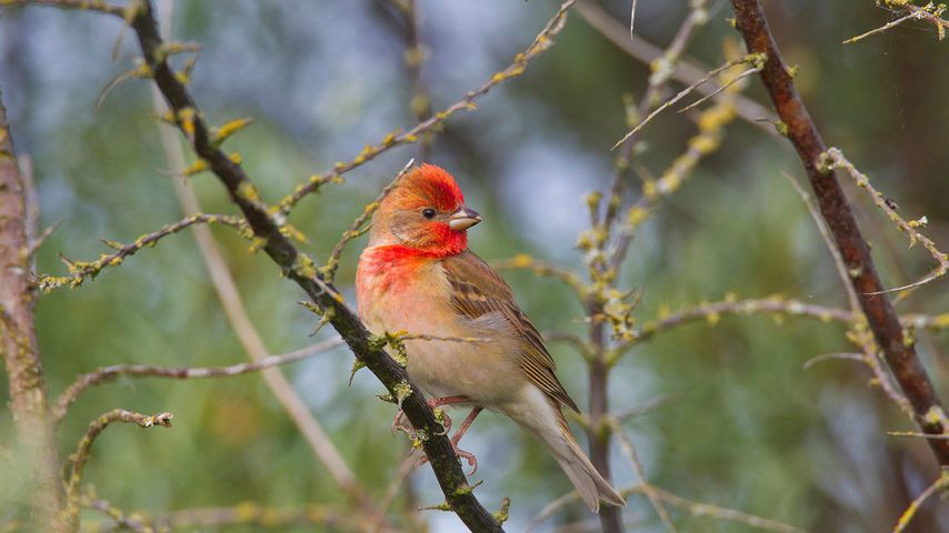 Common rosefinch male perching 