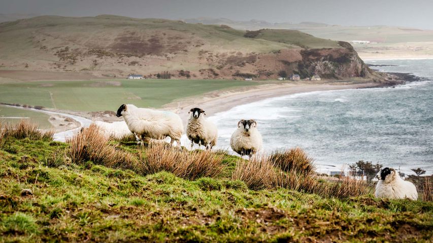 Sheep on the coast in the Scottish Highlands 