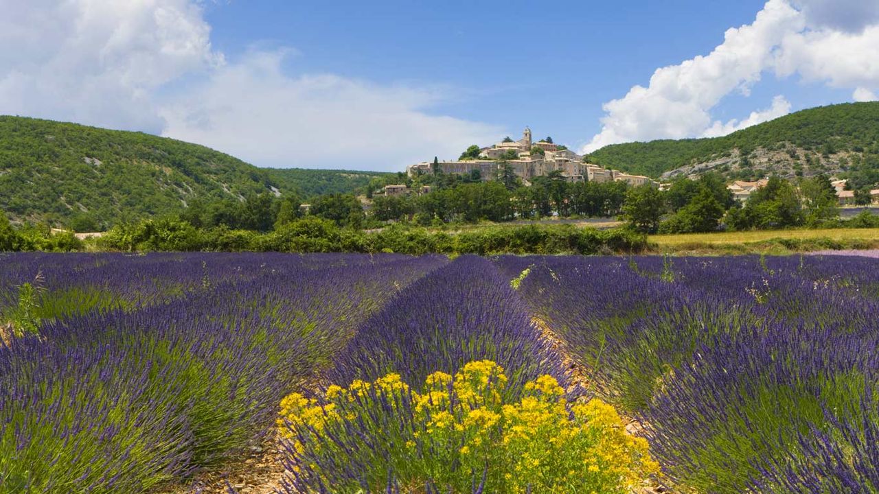Lavender fields, Banon, France
