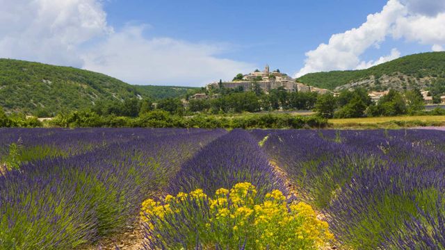 Lavender fields, Banon, France