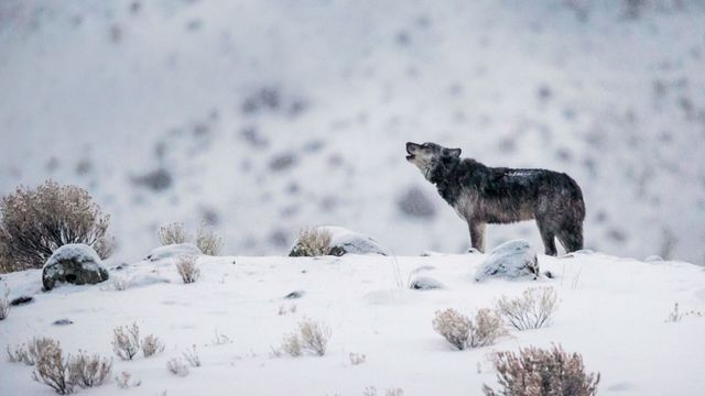 A grey wolf in Yellowstone National Park, Wyoming