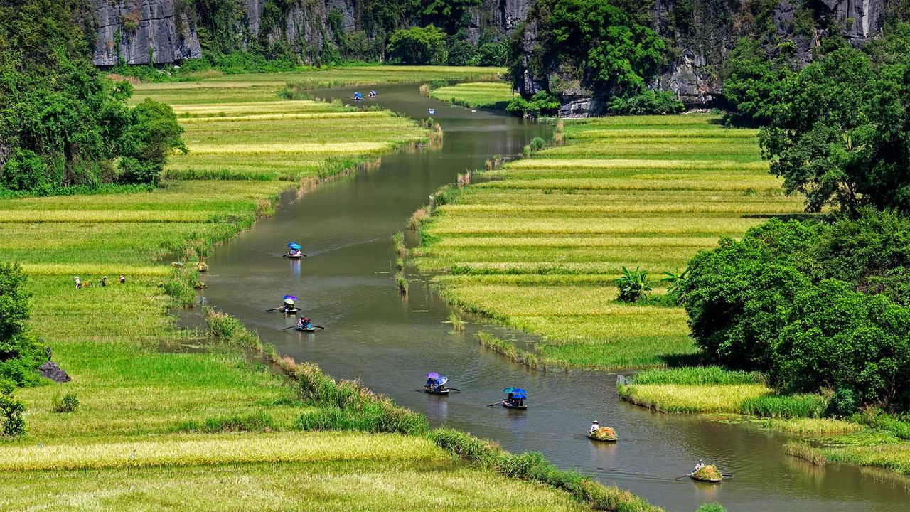 Barques naviguant entre les rizières sur la rivière Ngo Dong, Province de Ninh Binh, Vietnam
