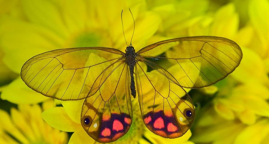 Ein Glasflügel-Schmetterling (Cithaerias merolina) rastet auf einer Blüte