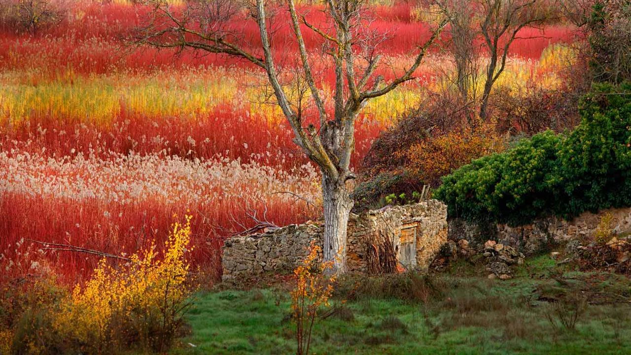 Champs d’osier près de Cuenca, Castille-La Manche, Espagne 