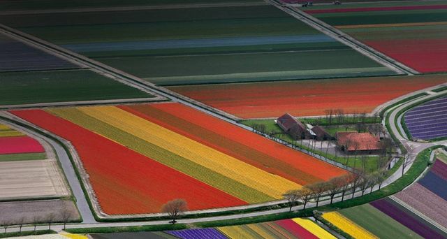 Flower field patterns near Amsterdam, Netherlands