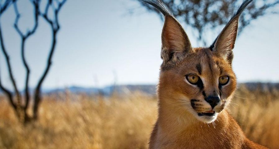 Young caracal in a wildlife sanctuary near Windhoek, Namibia
