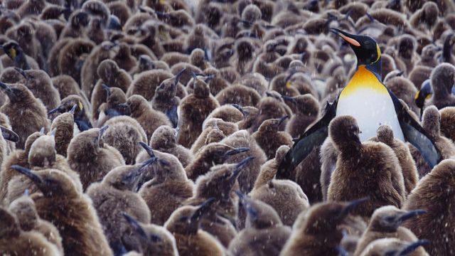 Königspinguin, umgeben von Jungtieren, Südgeorgien