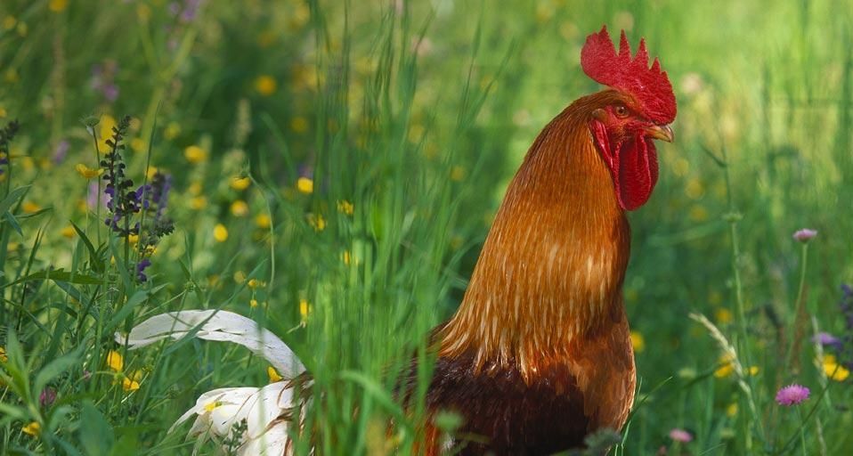 Coq bankiva ou sauvage (Gallus Gallus) dans la vallée de l’Isarco, Italie