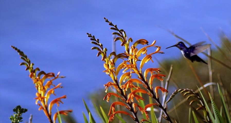 A hummingbird feeds on the nectar of flowers
