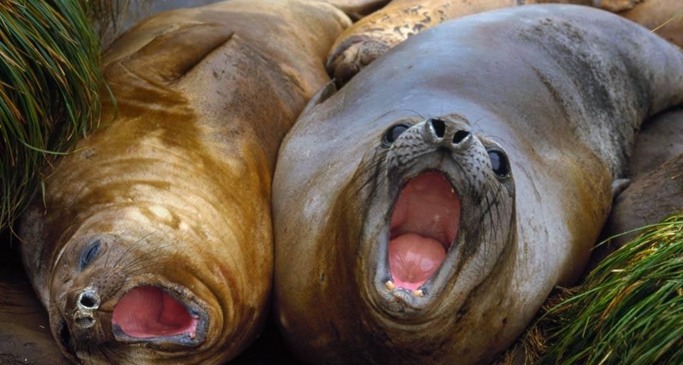 Southern Elephant Seal (Mirounga leonina) pair calling, Macquarie Island, Australia