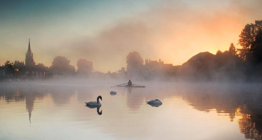 Swans and rower on the River Thames at dawn