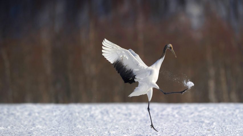 雪地里的一只丹顶鹤，日本北海道