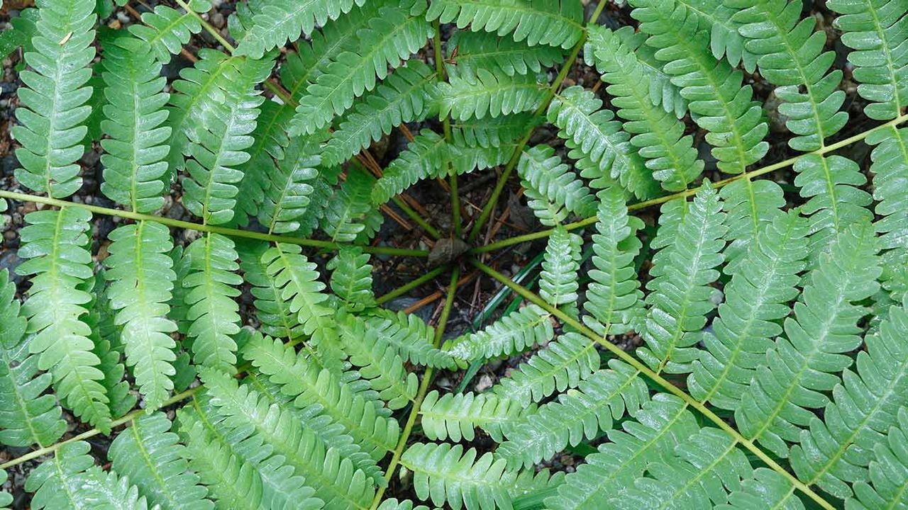 Cinnamon Fern (Osmunda cinnamomea), Canada 