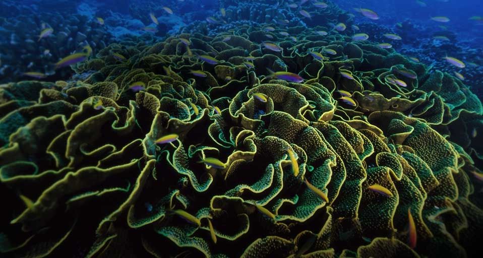 Fairy basslet fish dart among blooms of lettuce coral near the Phoenix Islands, Kiribati, Micronesia