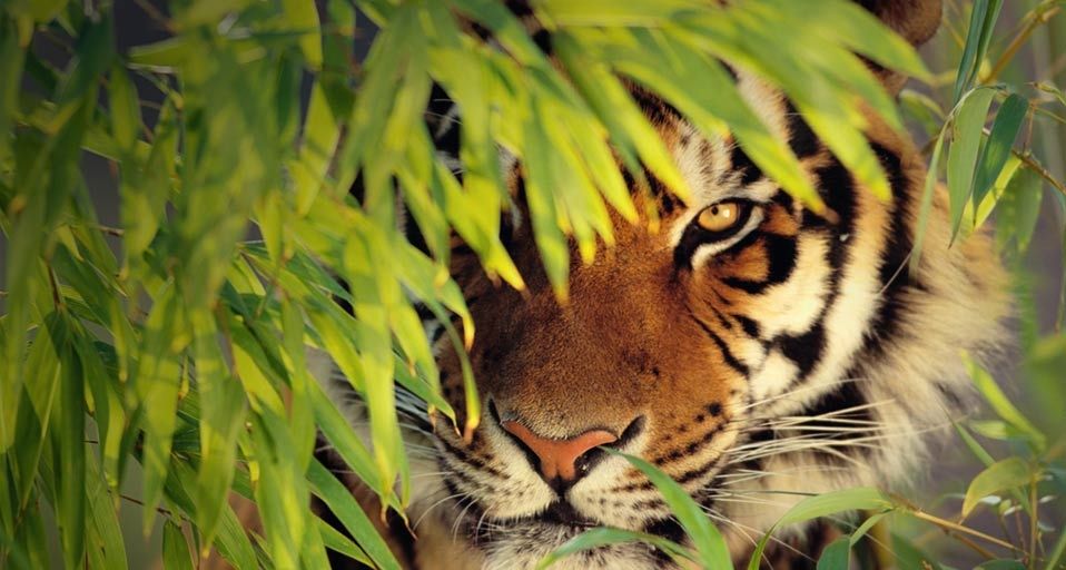Bengal Tiger hiding behind leaves