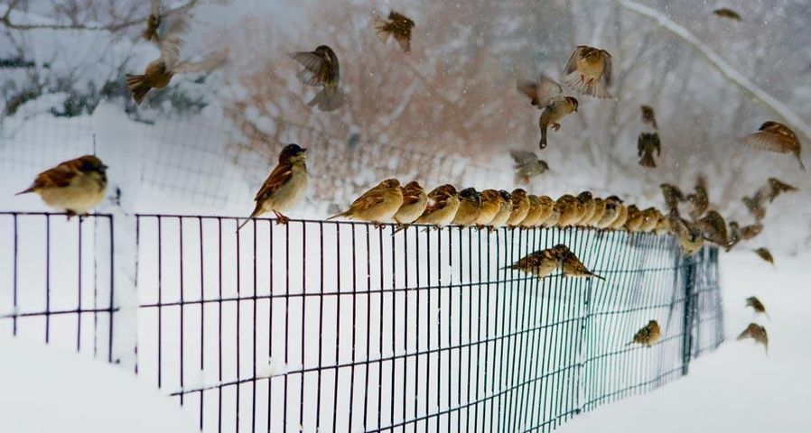 ｢雪の中の雀｣アメリカ, ニューヨーク市