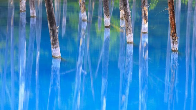 Blue Pond in Biei, Hokkaido, Japan