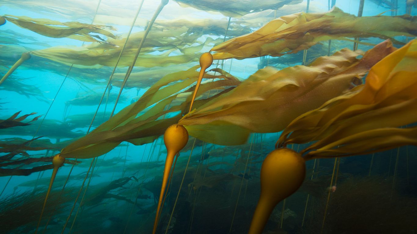 A bull kelp forest in a strong current at Hussar Point ...