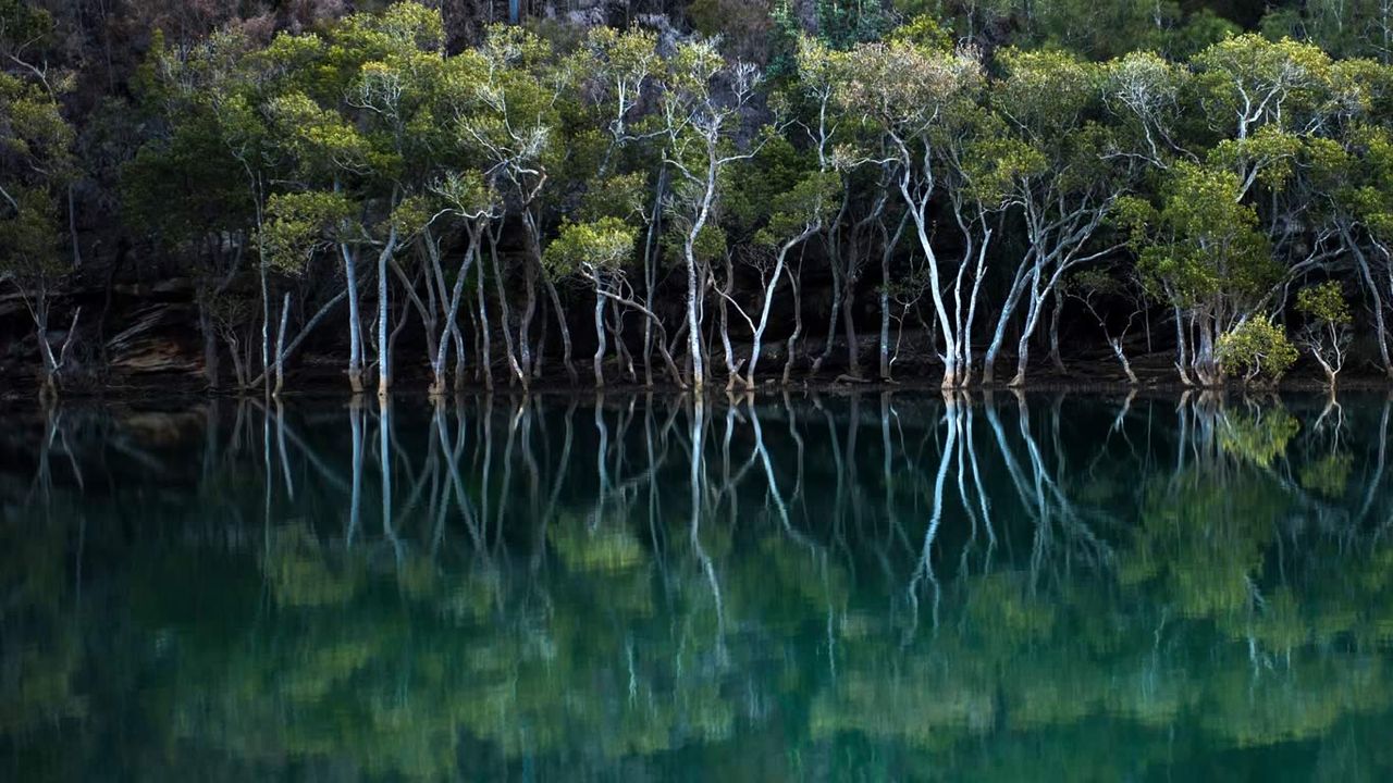 Mangroves in Garigal National Park, Sydney, New South Wales 