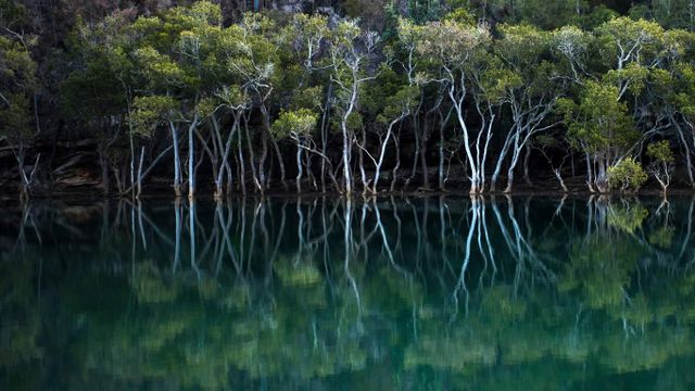 Mangroves in Garigal National Park, Sydney, New South Wales 