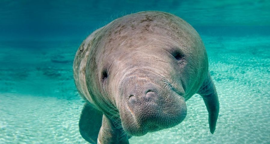 Florida manatee in the Crystal River, Florida