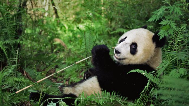 卧龙国家级自然保护区的大熊猫,中国四川