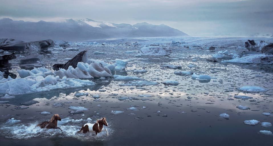Icelandic horses running through a lagoon in Iceland
