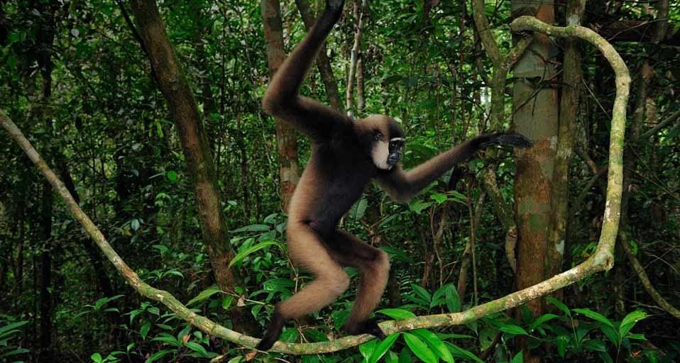 Agile gibbon walking on liana, Tanjung Puting National Park, Borneo, Indonesia
