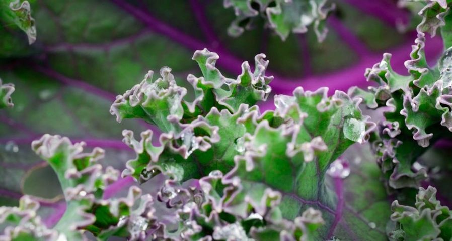 Curly kale with raindrops