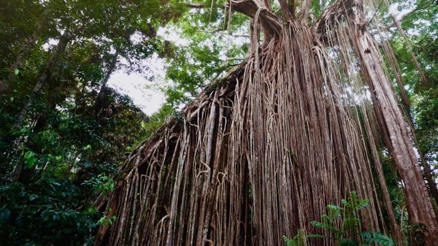 Curtain Fig Tree near Yungaburra on the Atherton Tableland, Queensland