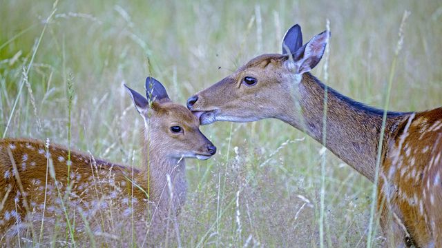 Biche Sika et son petit dans un parc privé, Haute-Saône, France 