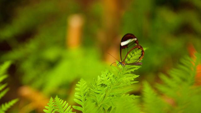 A glasswing butterfly perched on a leaf
