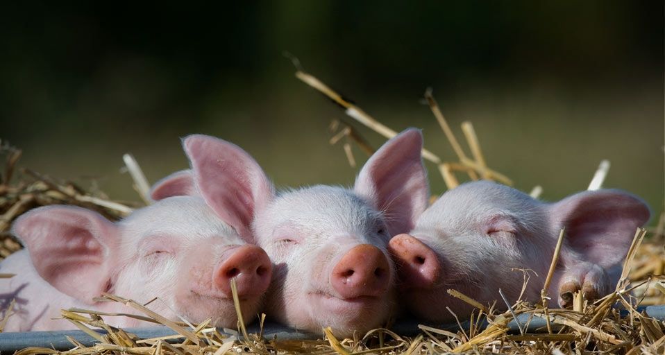 Drei Ferkel schlummern zufrieden im Stroh – Robert Harding World Imagery/Corbis ©