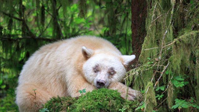 A sleeping Kermode bear in British Columbia, Canada