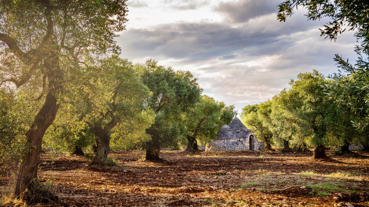 Olival, Vale d'Itria, Puglia, Itália