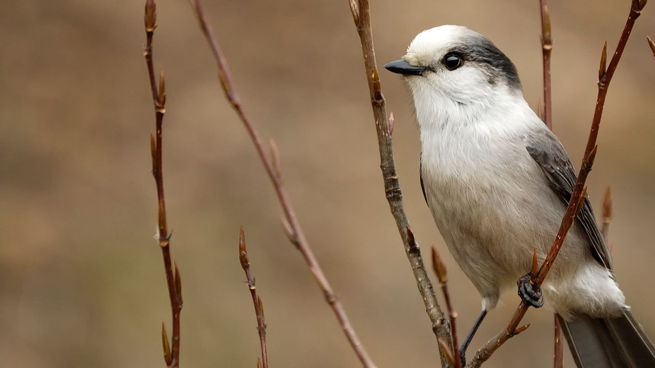 Gray Jay at Riding Mountain National Park, Manitoba 
