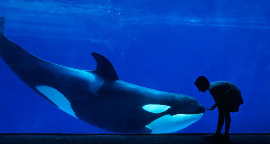 Boy looking through glass at an orca whale at SeaWorld in San Diego, California