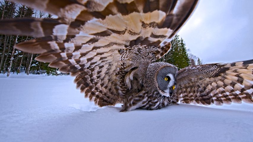 A great gray owl on the hunt