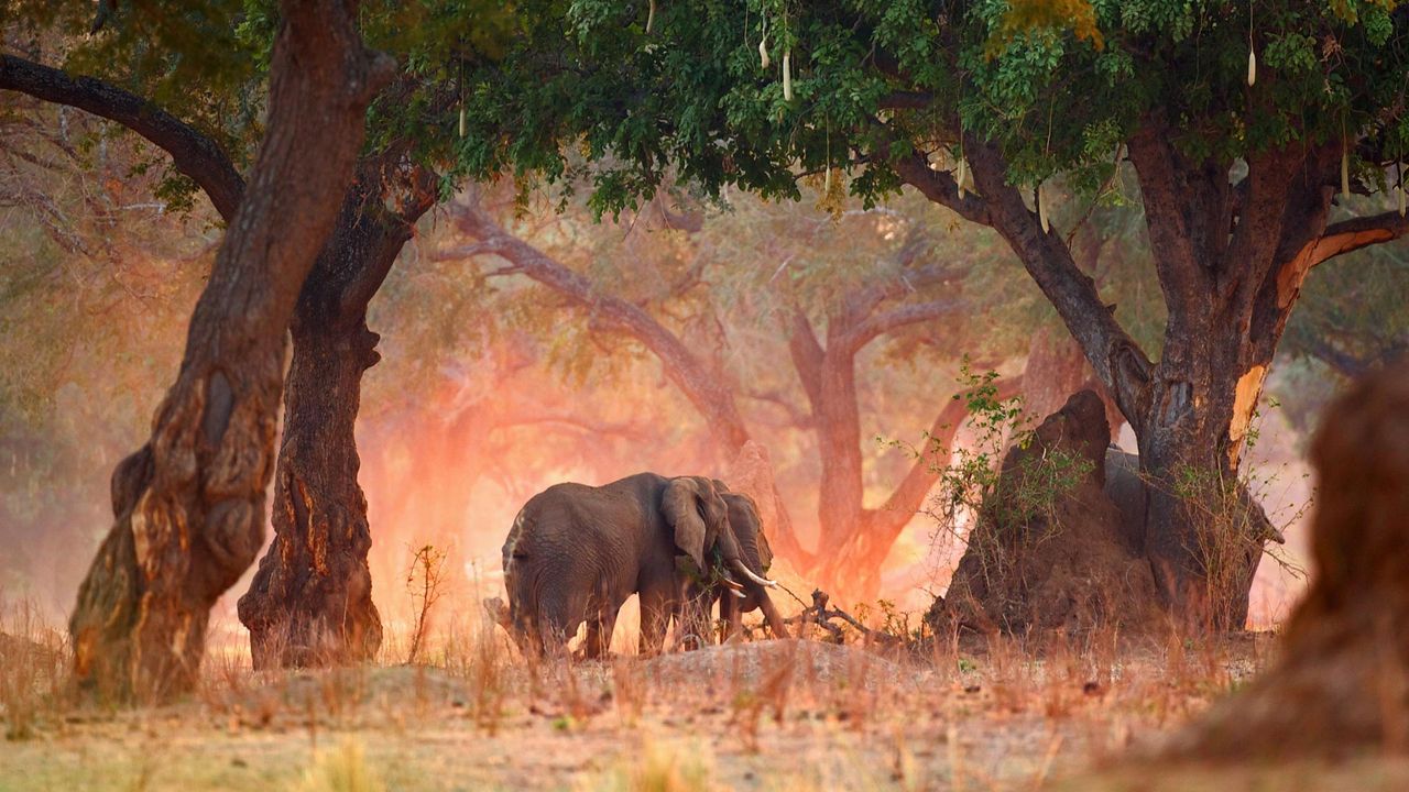 African bush elephants in Mana Pools National Park, Zimbabwe 