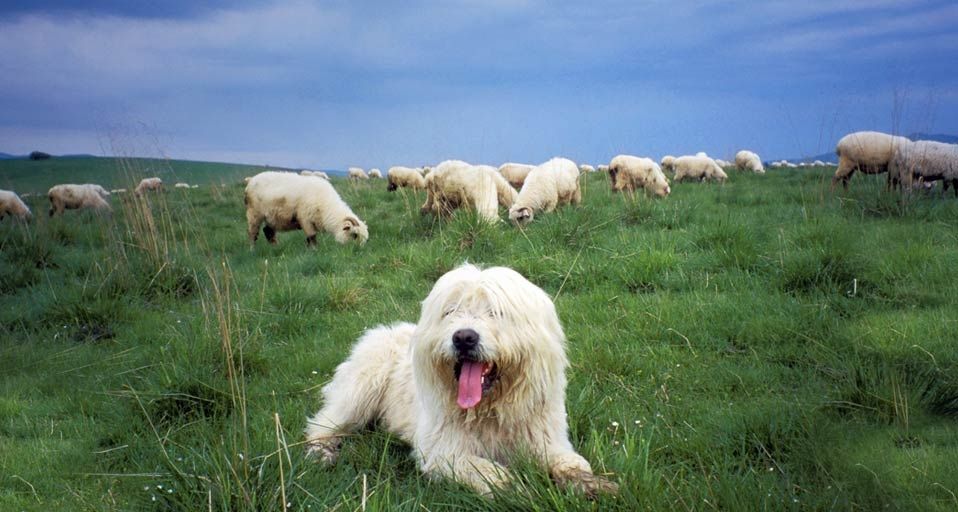 Sheepdog guards a flock of sheep in the Tatra Mountains, Poland